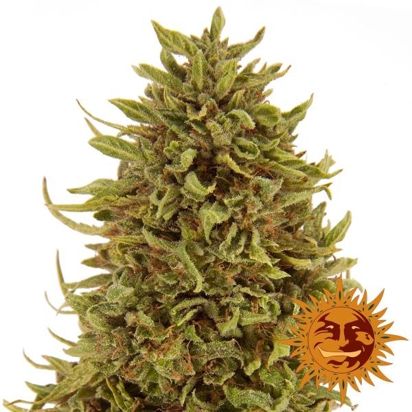 Pineapple Express Auto (Barney's Farm) autoflower Feminiserade