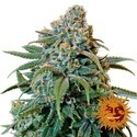 Liberty Haze (Barney's Farm) Feminiserade