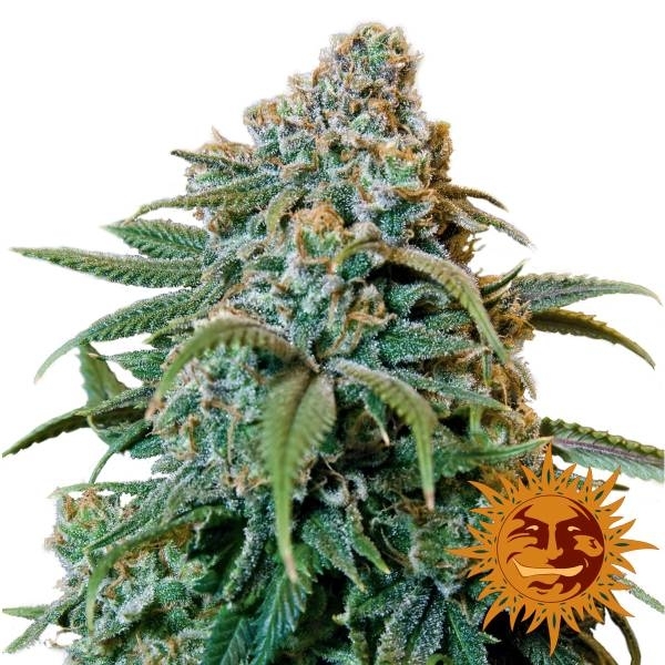 Liberty Haze (Barney's Farm) Feminiserade