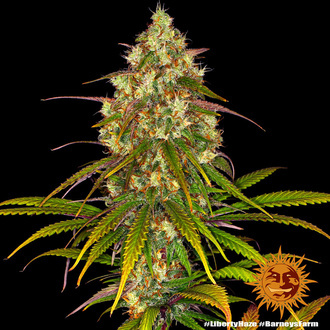 Liberty Haze (Barney's Farm) Feminiserade