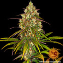 Liberty Haze (Barney's Farm) Feminiserade