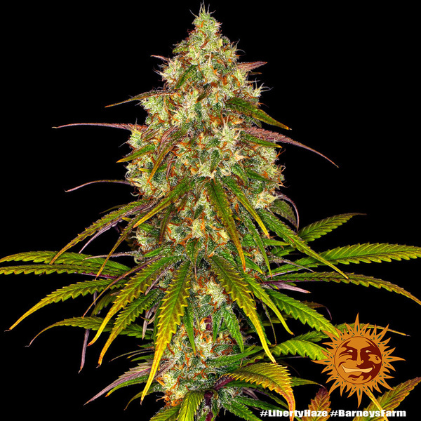 Liberty Haze (Barney's Farm) Feminiserade