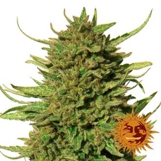 Critical Kush (Barney's Farm) Feminiserade