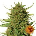 Critical Kush (Barney's Farm) Feminiserade
