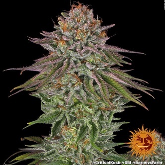 Critical Kush (Barney's Farm) feminiserade