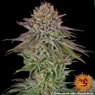 Critical Kush (Barney's Farm) Feminiserade