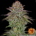 Critical Kush (Barney's Farm) Feminiserade