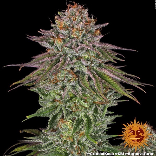 Critical Kush (Barney's Farm) Feminiserade
