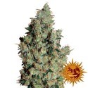 Tangerine Dream (Barney's Farm) Feminiserade