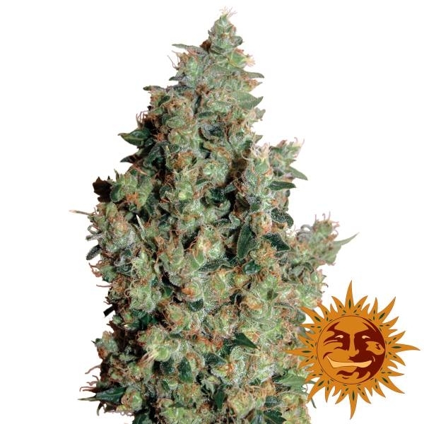 Tangerine Dream (Barney's Farm) Feminiserade