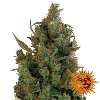 Blue Cheese (Barney's Farm) feminiserade cannabisfr&ouml;n