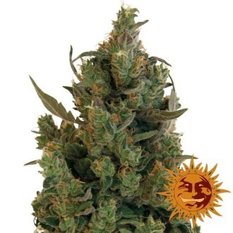 Blueberry Cheese (Barney's Farm) Feminiserade