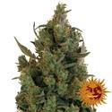 Blueberry Cheese (Barney's Farm) Feminiserade