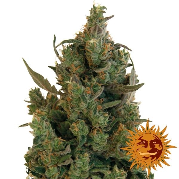 Blueberry Cheese (Barney's Farm) Feminiserade