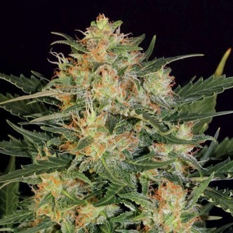 Autoflower White Russian (Serious Seeds) feminiserade cannabisfr&ouml;n