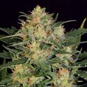 Autoflower White Russian (Serious Seeds) Feminiserade