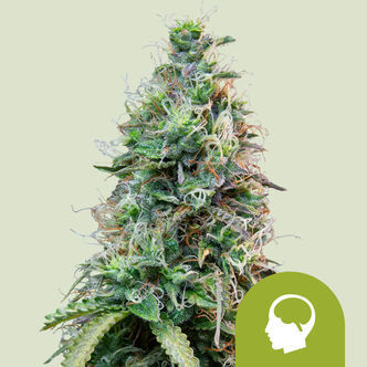 Amnesia Haze Automatic (Royal Queen Seeds) feminiserade
