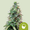 Amnesia Haze Autoflower (Royal Queen Seeds) Feminiserade