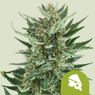 Royal Cheese Automatic (Royal Queen Seeds) feminiserade