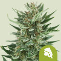 Royal Cheese Autoflower (Royal Queen Seeds) Feminiserade