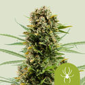 White Widow Autoflower (Royal Queen Seeds) Feminiserade
