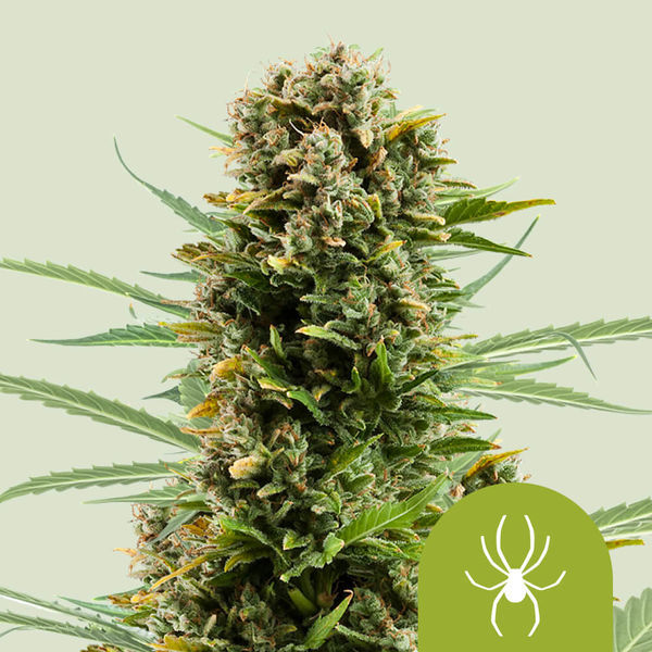 White Widow Autoflower (Royal Queen Seeds) Feminiserade