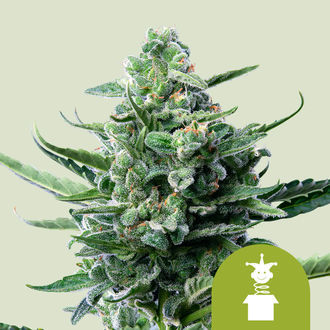 Royal Jack Autoflower (Royal Queen Seeds) Feminiserade