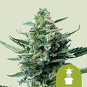 Royal Jack Autoflower (Royal Queen Seeds) Feminiserade