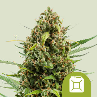 Diesel Automatic (Royal Queen Seeds) feminiserade