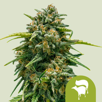 Sweet Skunk Automatic (Royal Queen Seeds) feminiserade