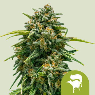 Sweet Skunk Autoflower (Royal Queen Seeds) Feminiserade