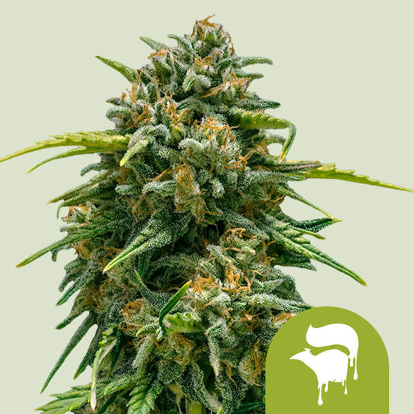 Sweet Skunk Autoflower (Royal Queen Seeds) Feminiserade