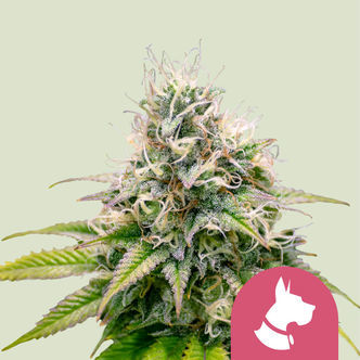 Kali Dog (Royal Queen Seeds) feminiserade cannabisfr&ouml;n