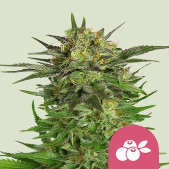 Haze Berry (Royal Queen Seeds) feminiserade