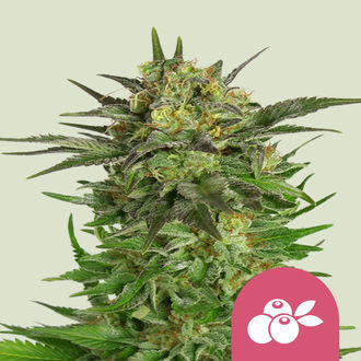 Haze Berry (Royal Queen Seeds) Feminiserade