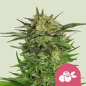 Haze Berry (Royal Queen Seeds) Feminiserade