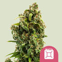 Sour Diesel (Royal Queen Seeds) Feminiserade