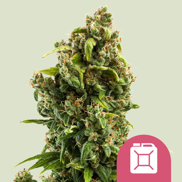 Sour Diesel (Royal Queen Seeds) Feminiserade