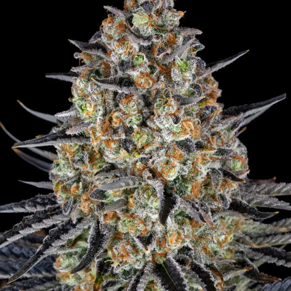 LSD (Barney's Farm) Feminiserade