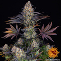 LSD (Barney's Farm) Feminiserade