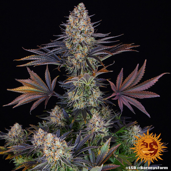 LSD (Barney's Farm) Feminiserade