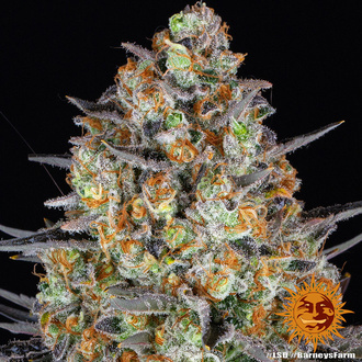 LSD (Barney's Farm) Feminiserade