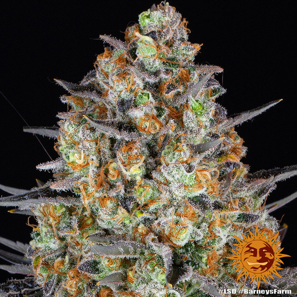 LSD (Barney's Farm) Feminiserade