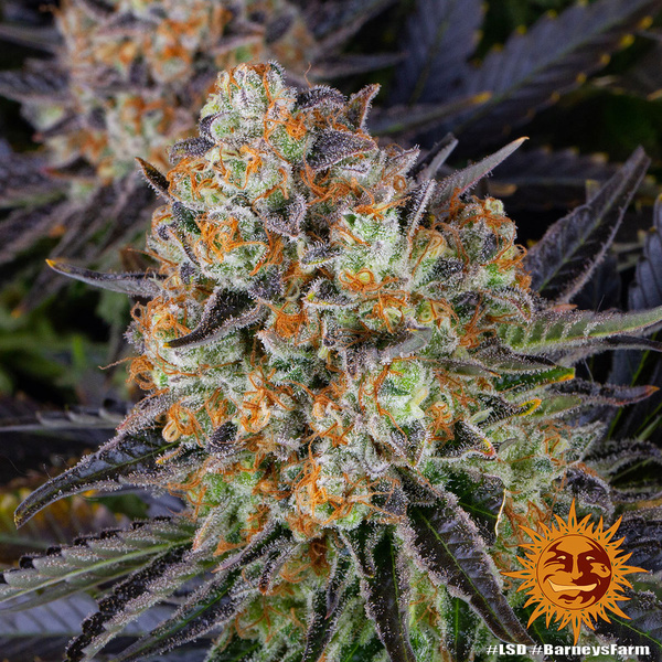 LSD (Barney's Farm) Feminiserade