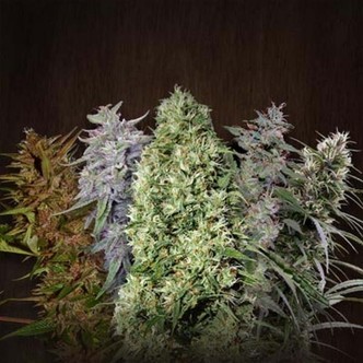 ACE Mix (ACE Seeds) feminiserade