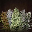 ACE Mix (ACE Seeds) Feminiserade