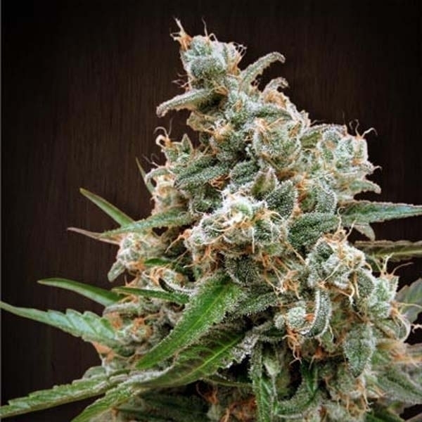 Nepal Jam (ACE Seeds) Feminiserade
