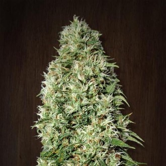 Orient Express (ACE Seeds) Feminiserade