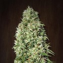 Orient Express (ACE Seeds) Feminiserade
