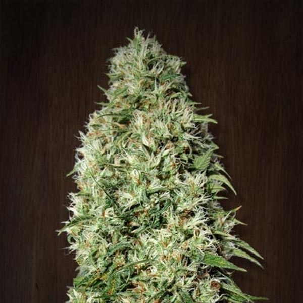 Orient Express (ACE Seeds) Feminiserade